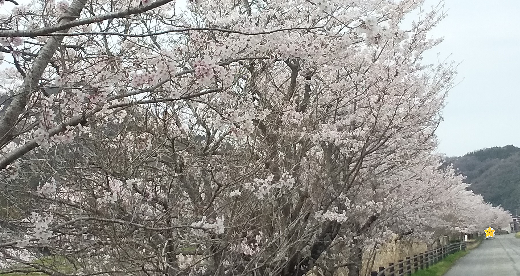 桜景色